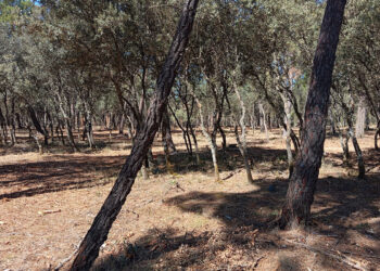El Ayuntamiento de Almodóvar del Pinar refuerza el mantenimiento del Monte Público mediante tratamientos selvícolas