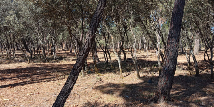 El Ayuntamiento de Almodóvar del Pinar refuerza el mantenimiento del Monte Público mediante tratamientos selvícolas 1 El Ayuntamiento de Almodóvar del Pinar refuerza el mantenimiento del Monte Público mediante tratamientos selvícolas