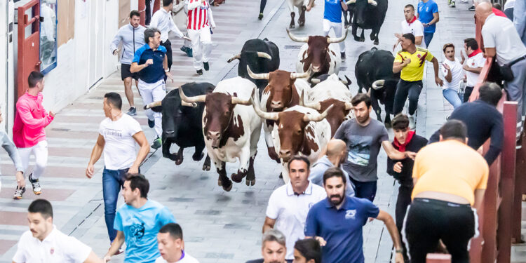 El Ayuntamiento de Guadalajara inicia el proceso para adjudicar la organización integral del ciclo taurino de 2026 y 2027