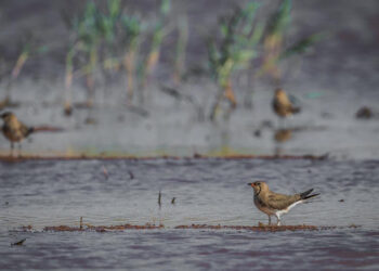 La Junta celebra el ‘Día Mundial de los Humedales 2026’ con rutas interpretadas, actividades de sensibilización y un concurso fotográfico