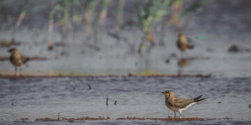 La Junta celebra el ‘Día Mundial de los Humedales 2026’ con rutas interpretadas, actividades de sensibilización y un concurso fotográfico
