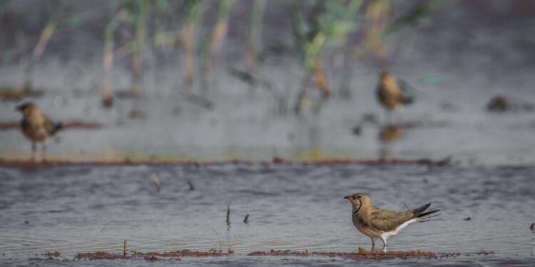 La Junta celebra el ‘Día Mundial de los Humedales 2026’ con rutas interpretadas, actividades de sensibilización y un concurso fotográfico