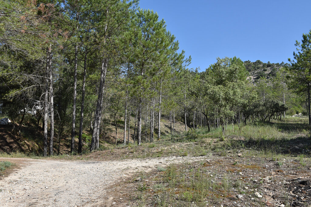 La Junta concede ayudas para promover la gestión forestal sostenible y eficiente de 18.400 hectáreas de monte en Cuenca