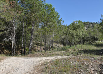 La Junta concede ayudas para promover la gestión forestal sostenible y eficiente de 18.400 hectáreas de monte en Cuenca