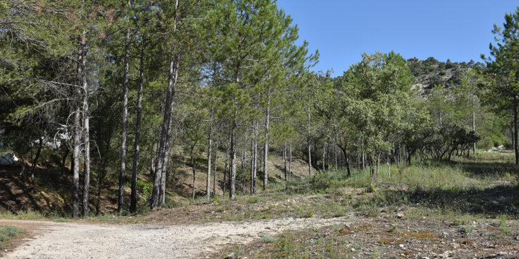 La Junta concede ayudas para promover la gestión forestal sostenible y eficiente de 18.400 hectáreas de monte en Cuenca