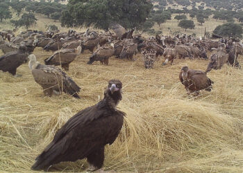 La alianza entre cazadores y buitres, una ventaja para España en la lucha contra la peste porcina africana