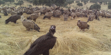 La alianza entre cazadores y buitres, una ventaja para España en la lucha contra la peste porcina africana