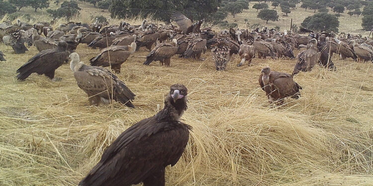 La alianza entre cazadores y buitres, una ventaja para España en la lucha contra la peste porcina africana 1 La alianza entre cazadores y buitres, una ventaja para España en la lucha contra la peste porcina africana