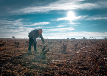 Tiempos de poda en el viñedo en la Denominación de Origen La Mancha
