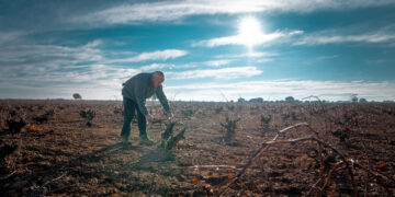 Tiempos de poda en el viñedo en la Denominación de Origen La Mancha
