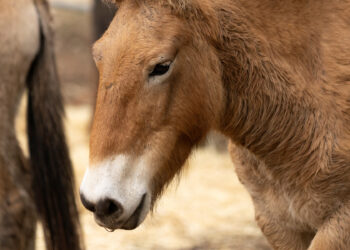 La vuelta del Przewalski impulsa la recuperación natural del Alto Tajo en Guadalajara