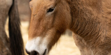 La vuelta del Przewalski impulsa la recuperación natural del Alto Tajo en Guadalajara