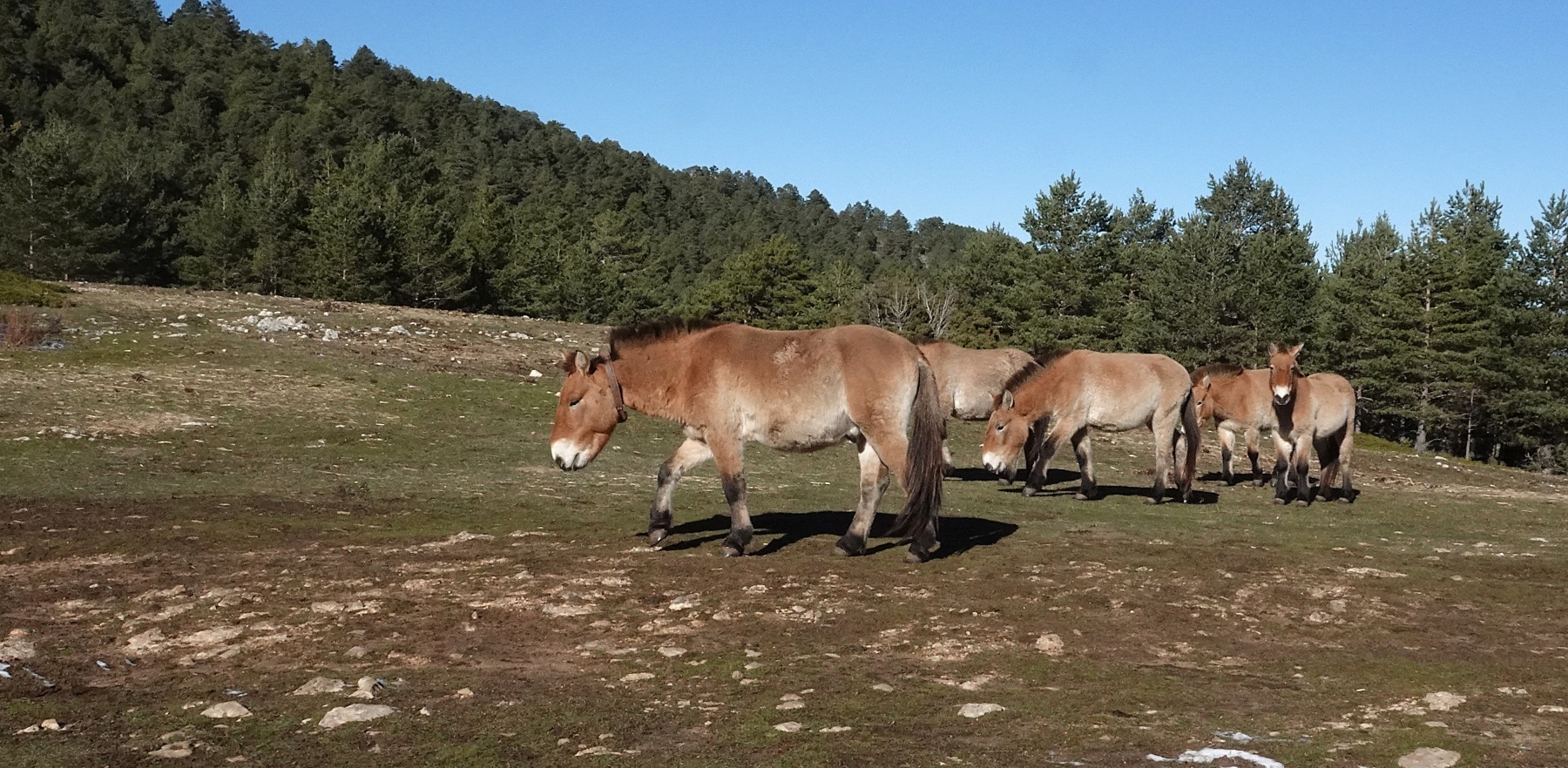 02 przewalski lidia valverde