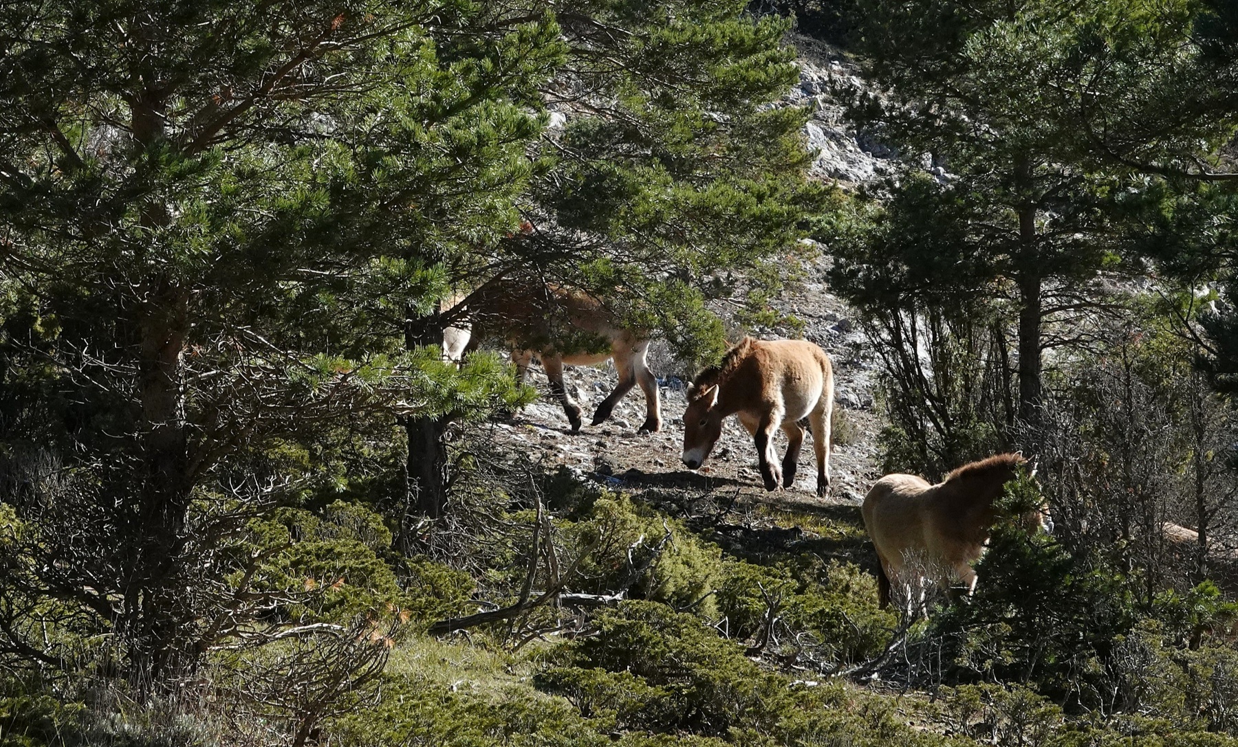 03 przewaksi lidia valverde