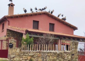 Cigüeñas en Masegosa
