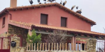 Cigüeñas en Masegosa