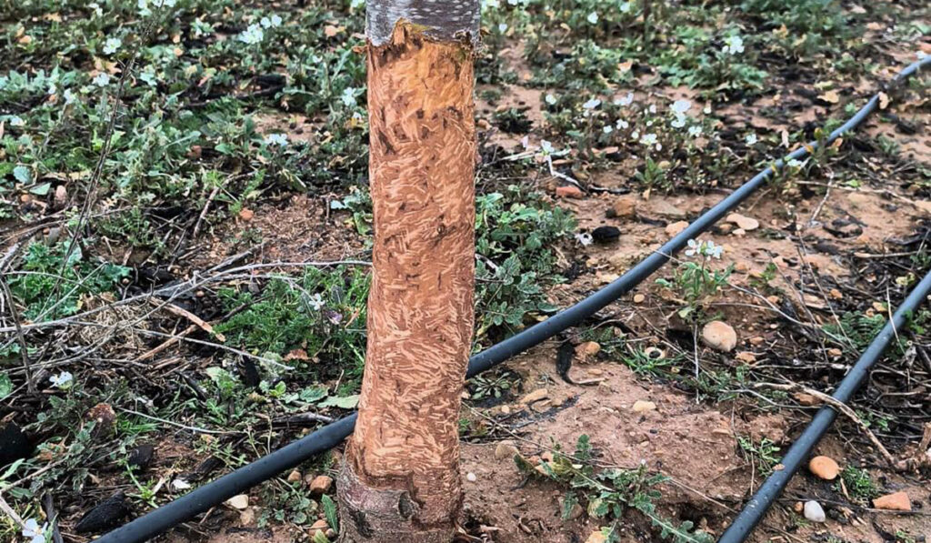 ASAJA CLM manifiesta su decepción ante la ineficacia de las medidas los mismos métodos para unos daños fuera de control