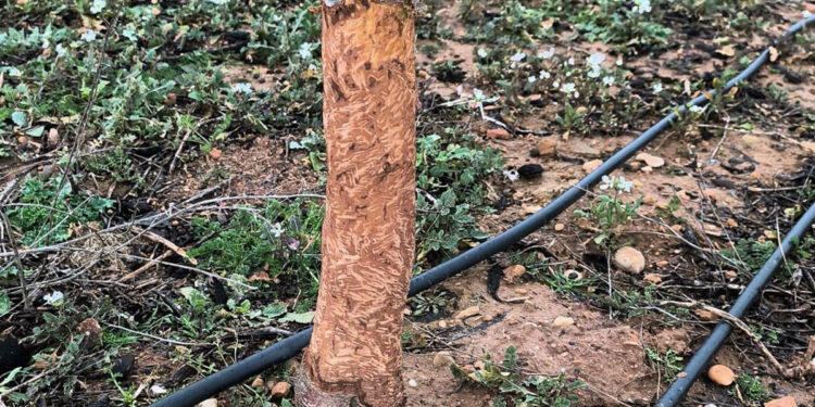 ASAJA CLM manifiesta su decepción ante la ineficacia de las medidas los mismos métodos para unos daños fuera de control