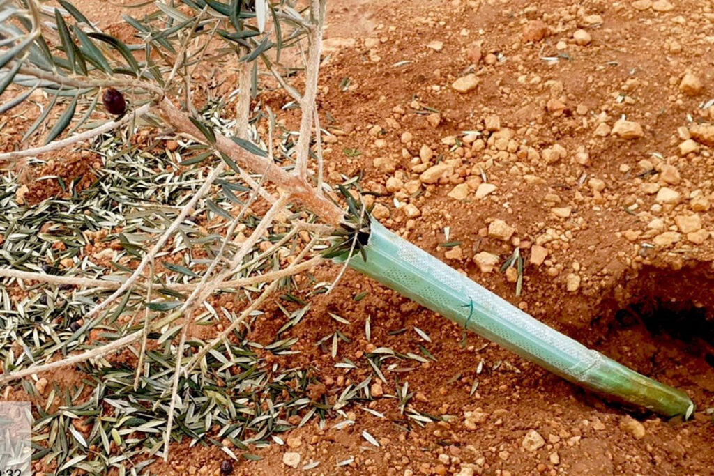 ASAJA CLM prepara la denuncia ante la Fiscalía por los daños del conejo de monte en el sector agrario