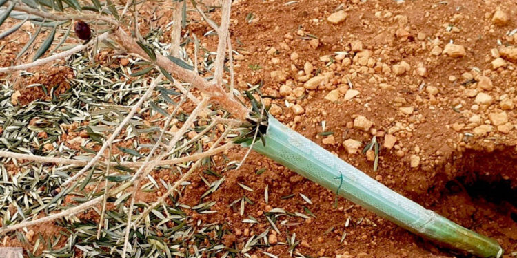 ASAJA CLM prepara la denuncia ante la Fiscalía por los daños del conejo de monte en el sector agrario