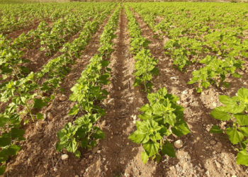 ASAJA Cuenca exige a la Consejería de Agricultura que comunique urgentemente las resoluciones de la ayuda agroambiental del girasol