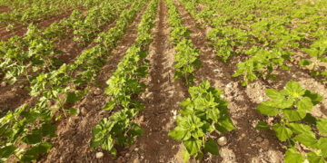 ASAJA Cuenca exige a la Consejería de Agricultura que comunique urgentemente las resoluciones de la ayuda agroambiental del girasol