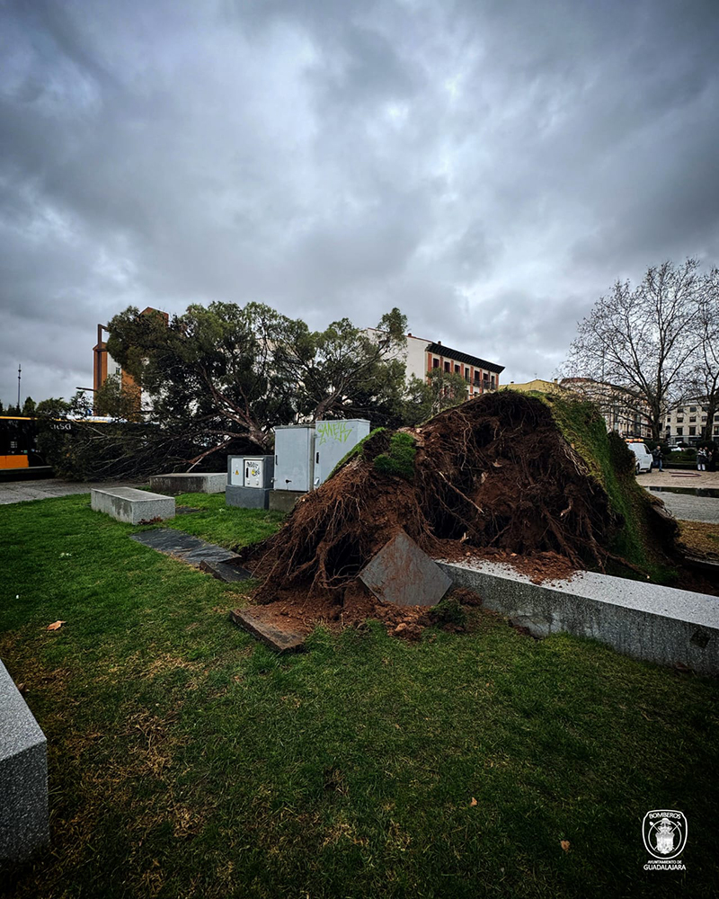 Cae de un pino de grandes dimensiones en la Plaza de España de Guadalajara sin causar heridos