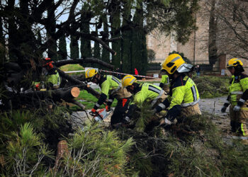Cae un pino de grandes dimensiones en la Plaza de España de Guadalajara sin causar heridos 4 Cae de un pino de grandes dimensiones en la Plaza de España de Guadalajara sin causar heridos