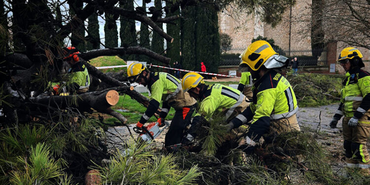 Cae de un pino de grandes dimensiones en la Plaza de España de Guadalajara sin causar heridos