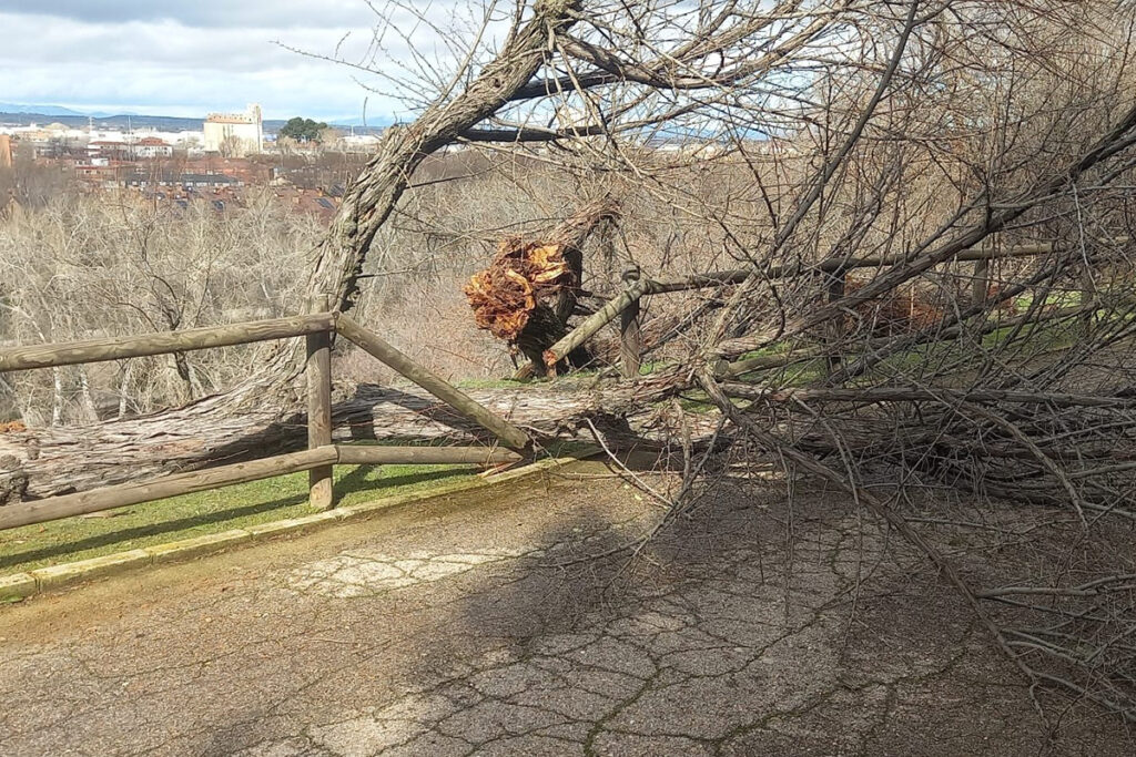 Casi medio centenar de incidencias registradas por los fuertes vientos en Guadalajara sobre todo por caída de árboles