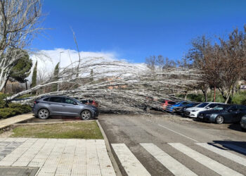 Casi medio centenar de incidencias registradas por los fuertes vientos en Guadalajara sobre todo por caída de árboles 1 Casi medio centenar de incidencias registradas por los fuertes vientos en Guadalajara sobre todo por caída de árboles