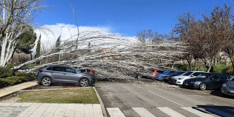 Casi medio centenar de incidencias registradas por los fuertes vientos en Guadalajara sobre todo por caída de árboles