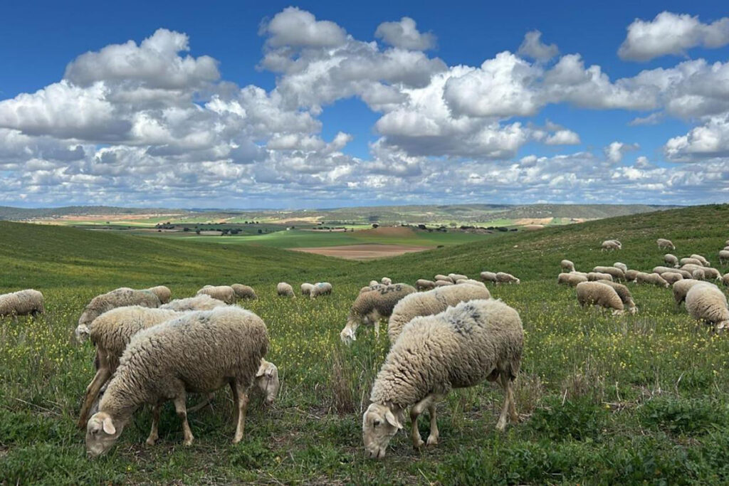 Castilla-La Mancha activa el protocolo para que la lengua azul no impida cobrar las ayudas al ovino y caprino