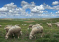 Castilla-La Mancha activa el protocolo para que la lengua azul no impida cobrar las ayudas al ovino y caprino