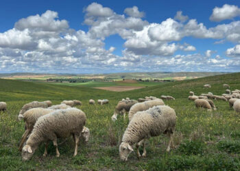 Castilla-La Mancha activa el protocolo para que la lengua azul no impida cobrar las ayudas al ovino y caprino