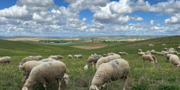 Castilla-La Mancha activa el protocolo para que la lengua azul no impida cobrar las ayudas al ovino y caprino