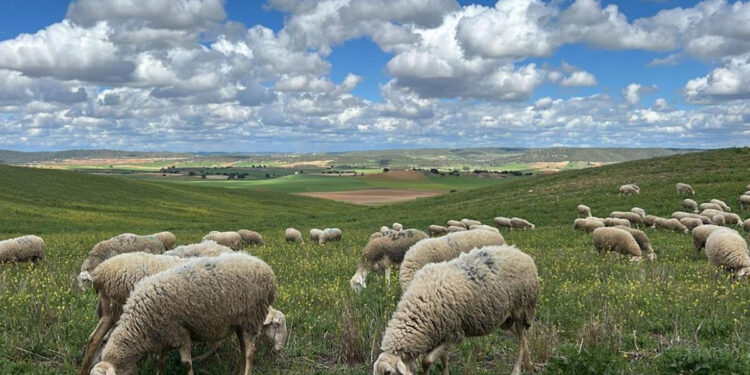 Castilla-La Mancha activa el protocolo para que la lengua azul no impida cobrar las ayudas al ovino y caprino
