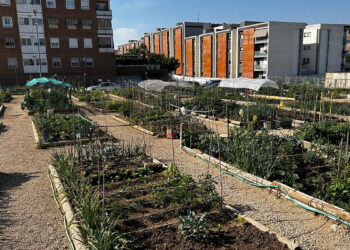 El Consistorio conquense aprueba el listado provisional de admitidos para la adjudicación de las parcelas de los Huertos Sociales