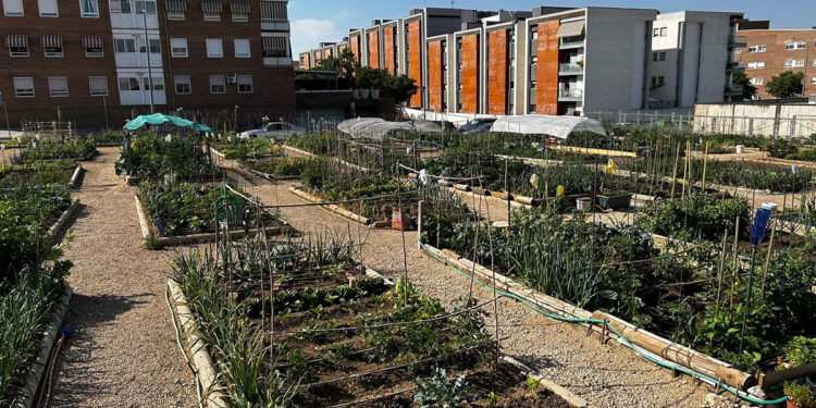 El Consistorio conquense aprueba el listado provisional de admitidos para la adjudicación de las parcelas de los Huertos Sociales