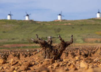 El viñedo desciende en la DO La Mancha, aunque mantiene su liderazgo y diversidad