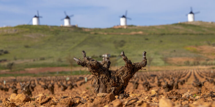 El viñedo desciende en la DO La Mancha, aunque mantiene su liderazgo y diversidad