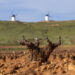 El viñedo desciende en la DO La Mancha, aunque mantiene su liderazgo y diversidad