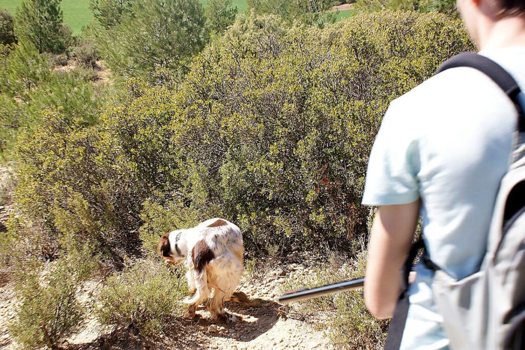 La Diputación de Cuenca convoca a 113 asociaciones de cazadores y cotos de caza para informar sobre la convocatoria de conejos