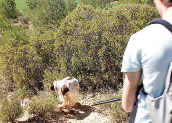 La Diputación de Cuenca convoca a 113 asociaciones de cazadores y cotos de caza para informar sobre la convocatoria de conejos