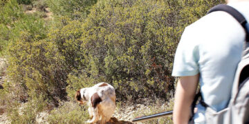 La Diputación de Cuenca convoca a 113 asociaciones de cazadores y cotos de caza para informar sobre la convocatoria de conejos