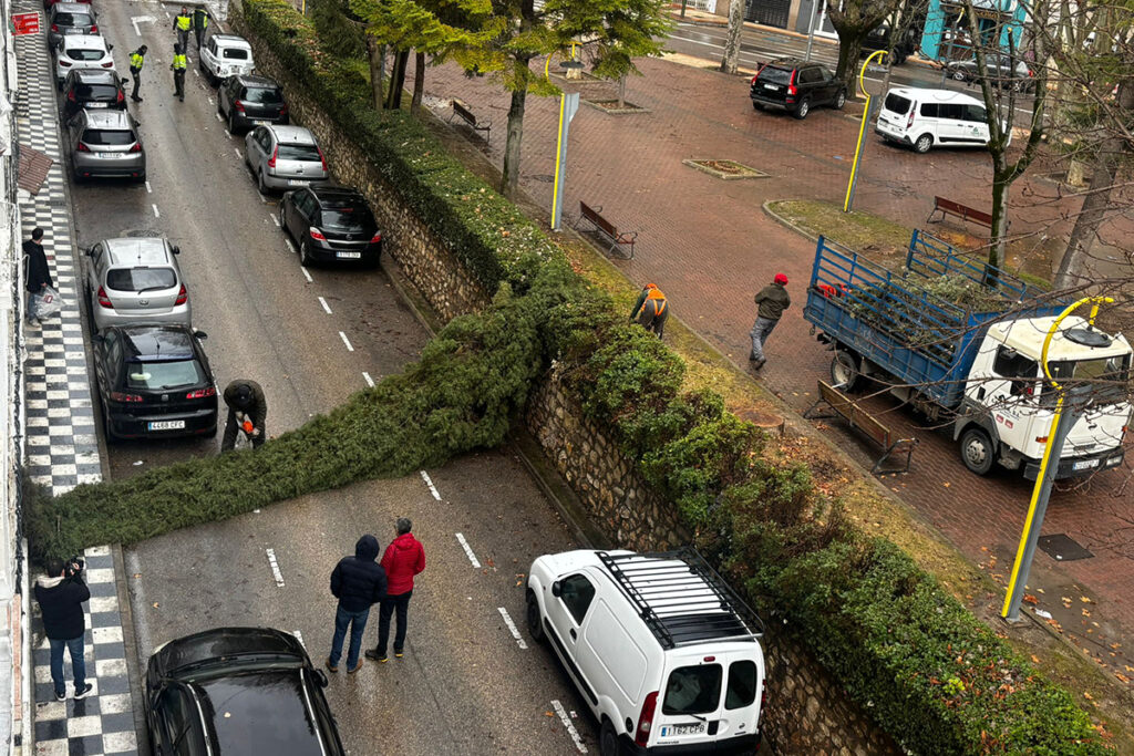 La Policía Local de Cuenca retira un árbol en peligro de caída en la calle Pintor Adrián Moya