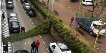 La Policía Local de Cuenca retira un árbol en peligro de caída en la calle Pintor Adrián Moya