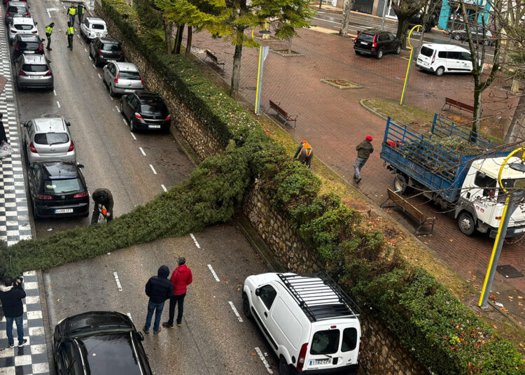La Policía Local de Cuenca retira un árbol en peligro de caída en la calle Pintor Adrián Moya
