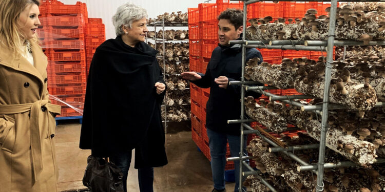 La subdelegada del Gobierno visita Mercajara en Villanueva de la Jara, empresa líder en cultivo de champiñón