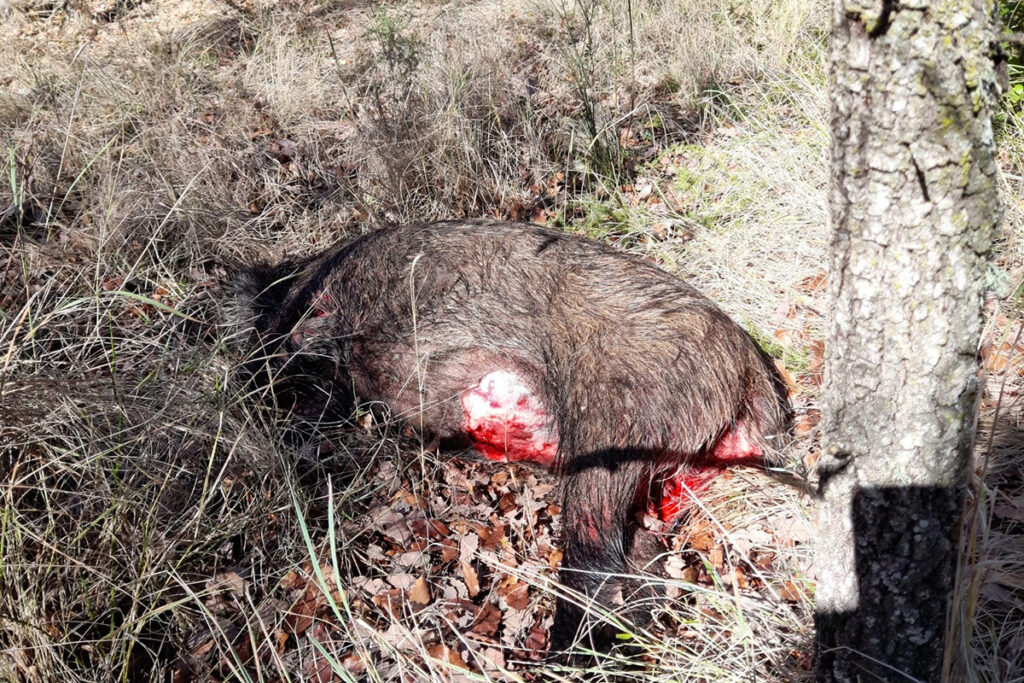 PACMA condena el horror que tuvieron que vivir los vecinos de Uceda en una montería organizada junto a sus viviendas